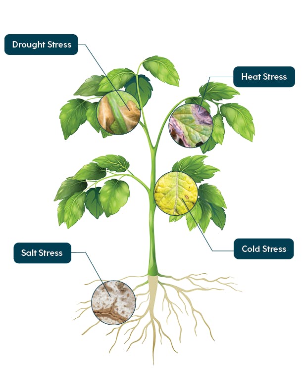 An image of a plant showing examples of stress from drought, heat, salt, and cold noted across its structure.