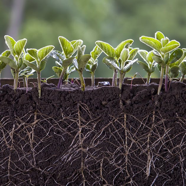 Small green plants are shown sprouting through the soil, with their roots planted deep within the soil below.