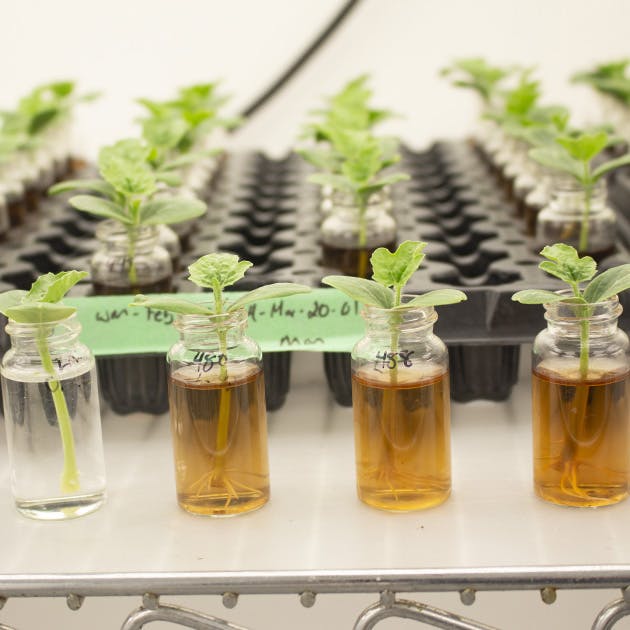 Small green plants are sprouting up from clear jars filled with water in a scientific lab. The water is murky orange in some jars, and clear in others.