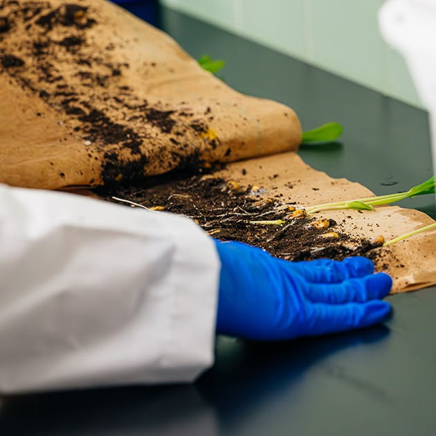 A scientist examines green plants laying on a table and their soil. The plants are laid down on the table between two pieces of brown material.