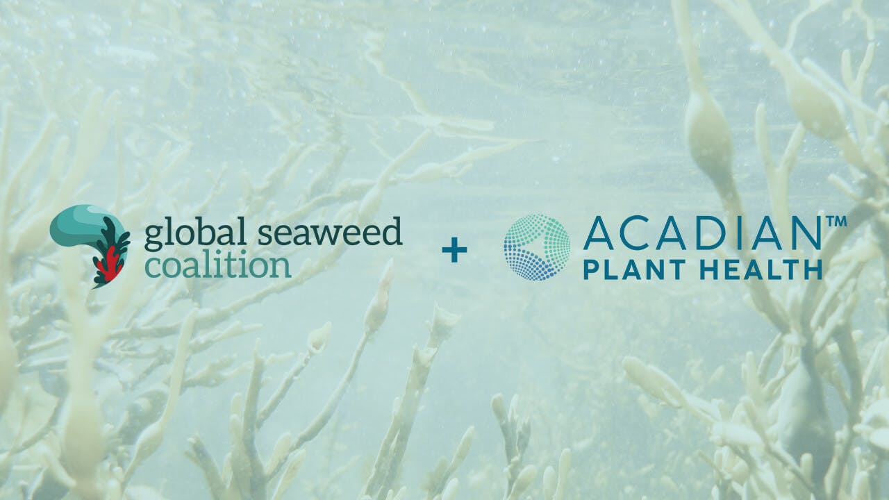 The logos for Global Seaweed Coalition and Acadian Plant Health are side by side with a plus sign between them, over a backdrop of a seaweed image.