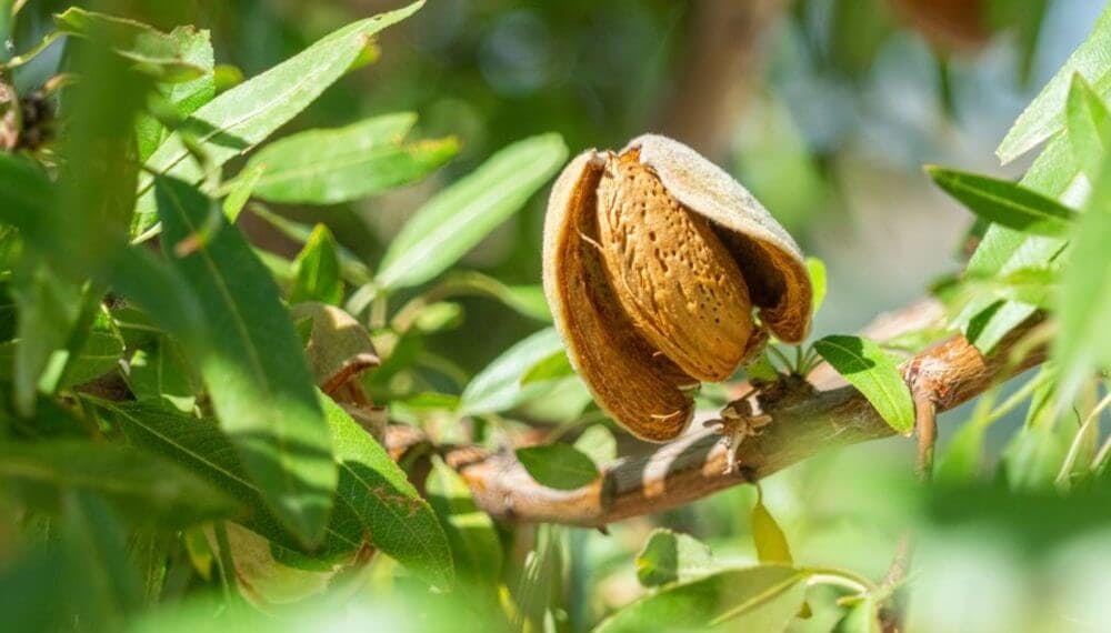 An almond tree is shown with an almond opening up its shell in the bright sunlight. Green leaves surround the almond.