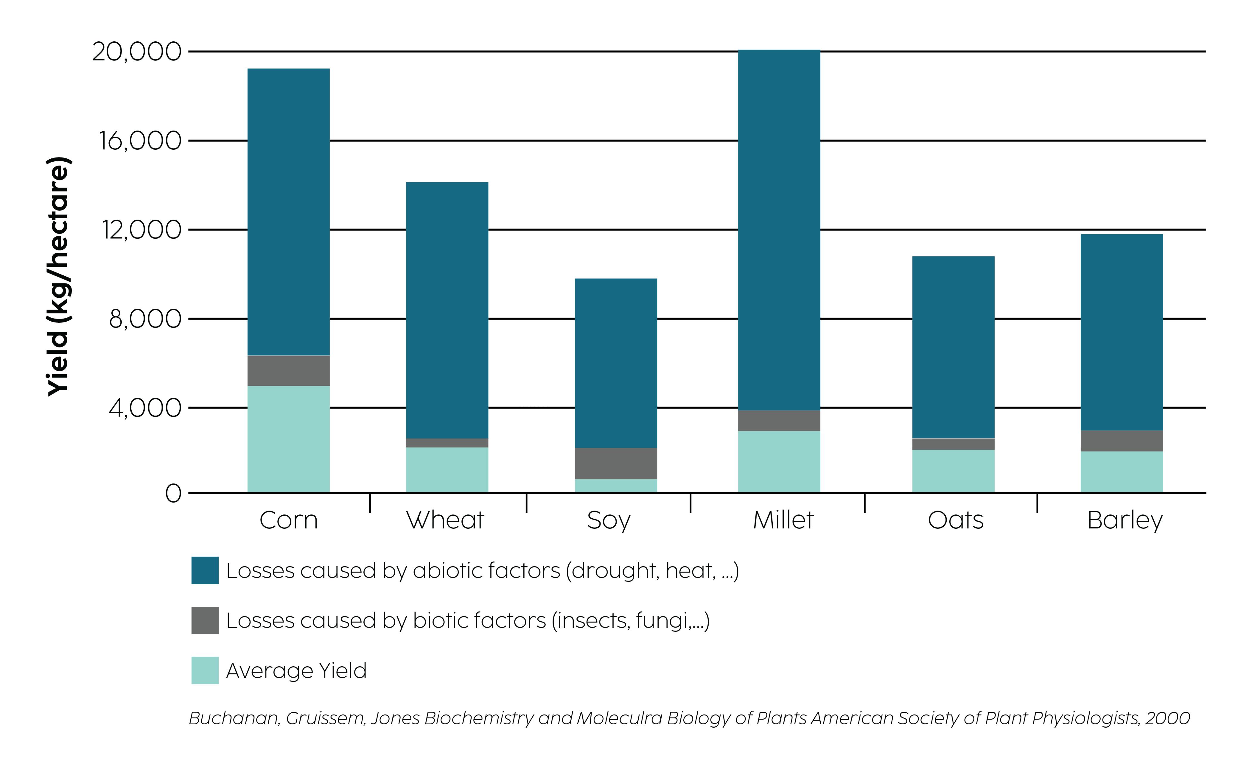 This graph shows how the vast majority of yield losses are caused by abiotic factors rather than biotic factors across crops such as corn, wheat, soy, millet, oats, and barley. 