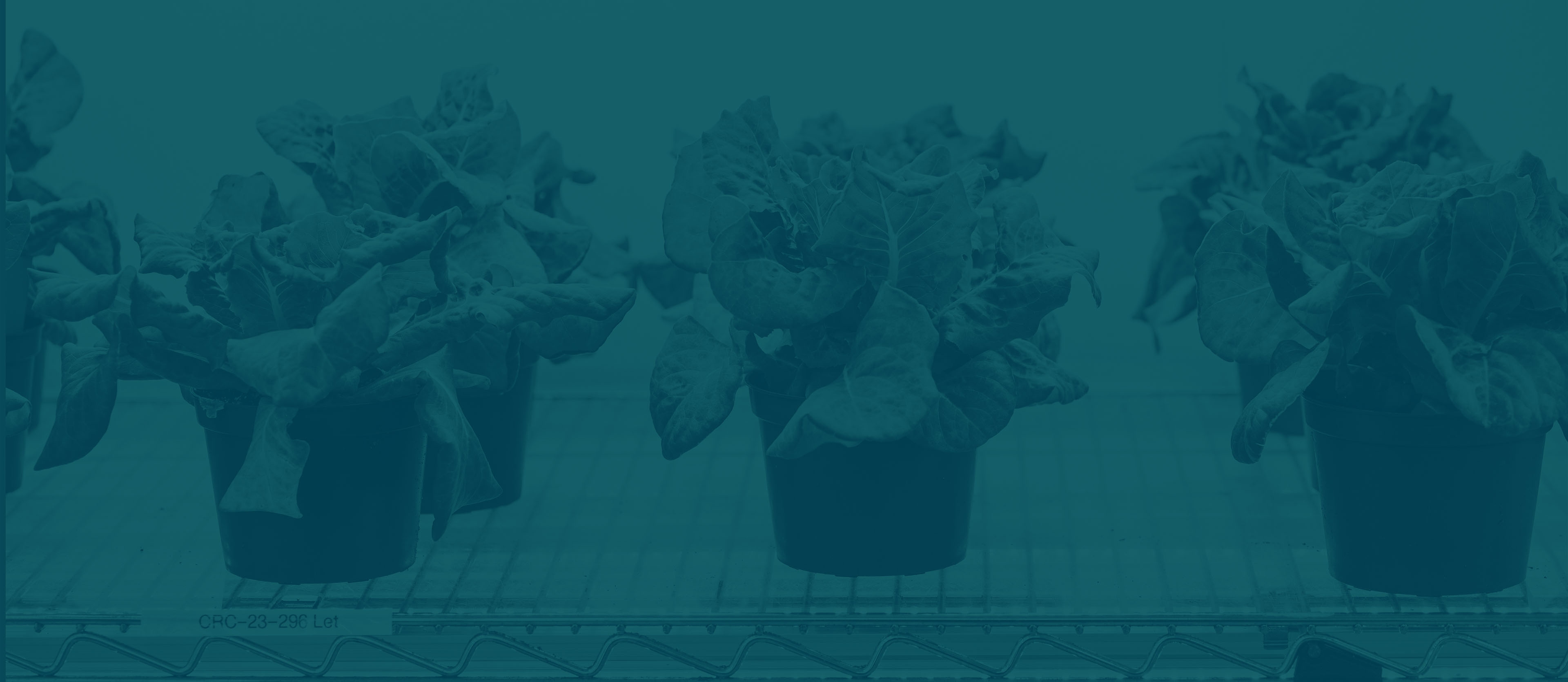 revolutionizing-agriculture-acadian-biostimulant-solutions