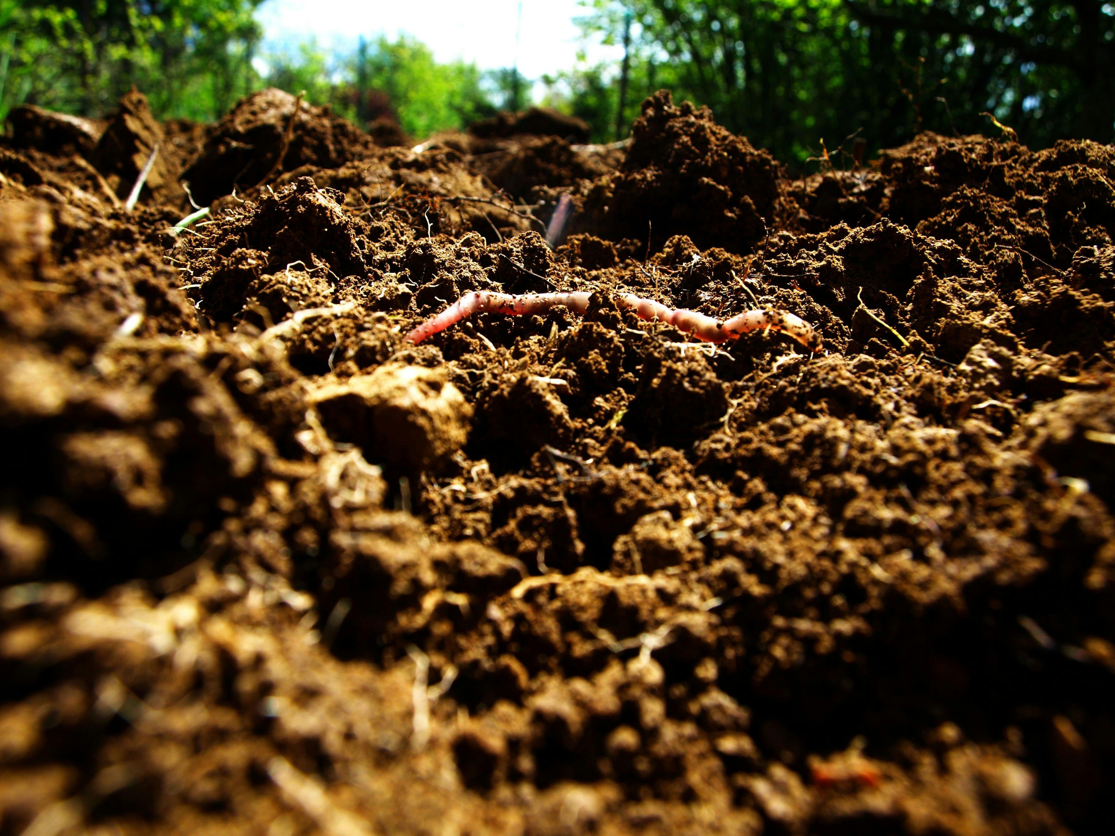 A close-up image of healthy soil with an earthworm and green trees in the background.
