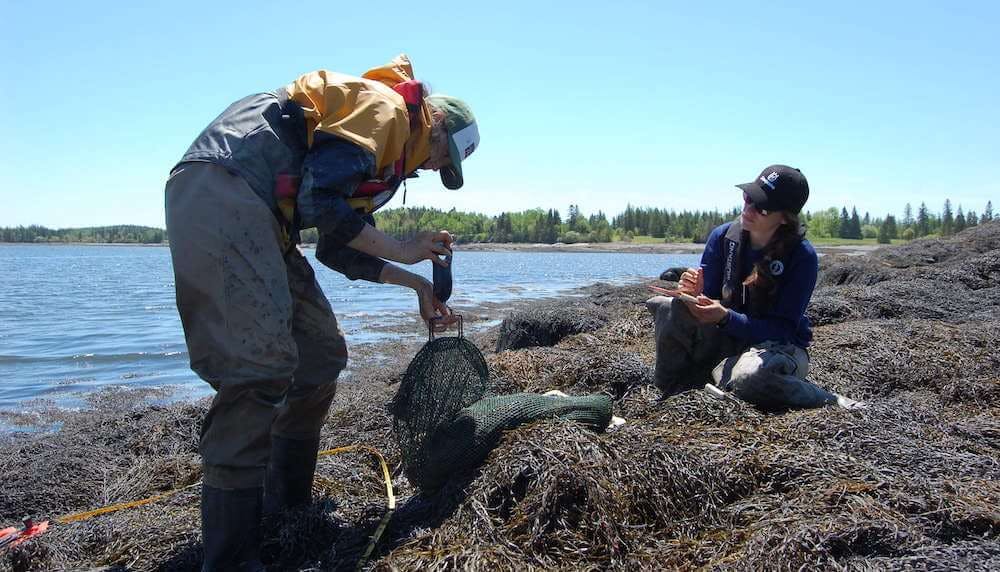 Two researchers recording seaweed samples while standing on washed up seaweed piles, the ocean in the background on a sunny day