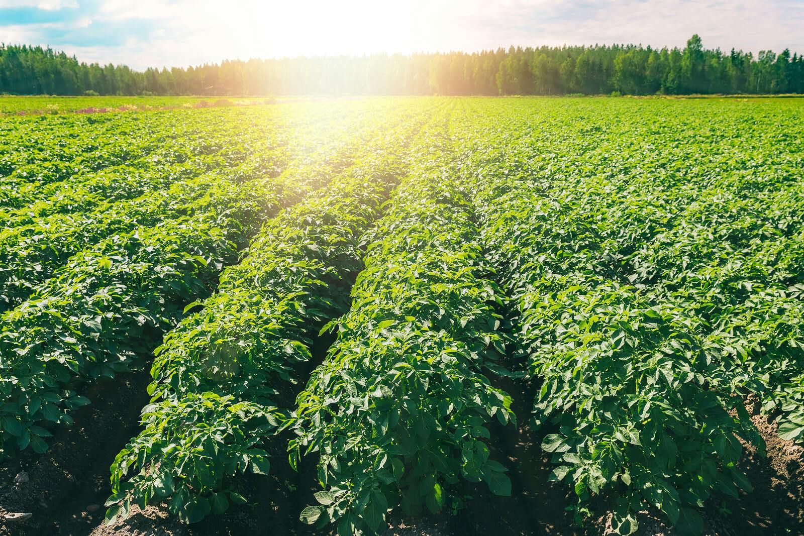 Healthy green rows of potato plants thrive in the sunshine on a blue-skied day