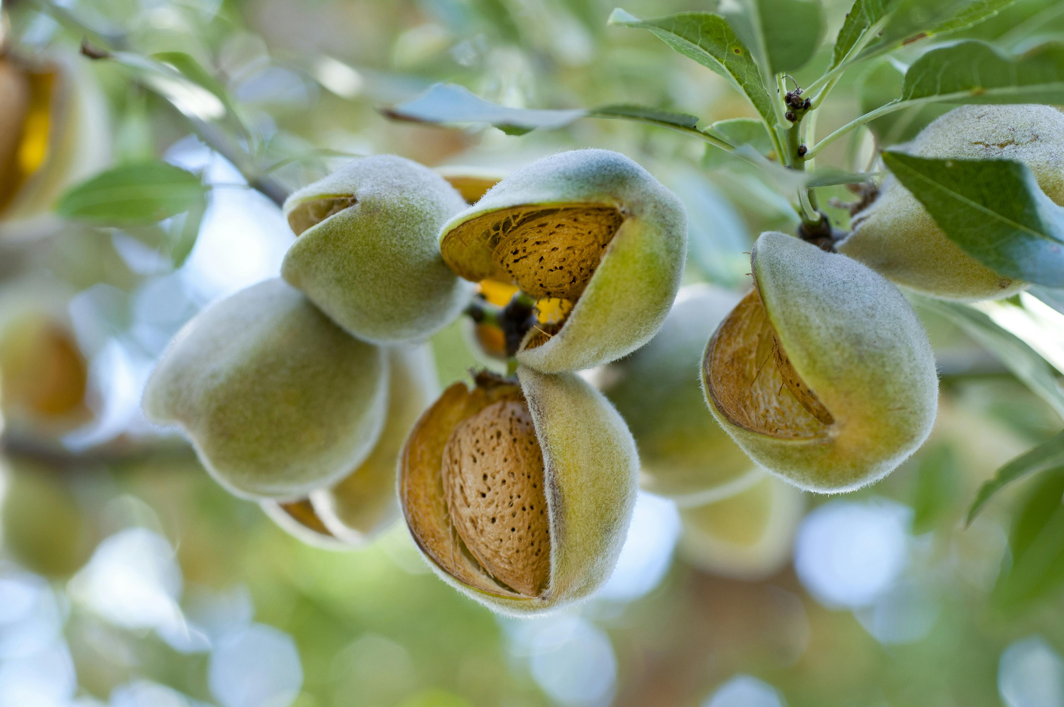 Image of almonds on a tree