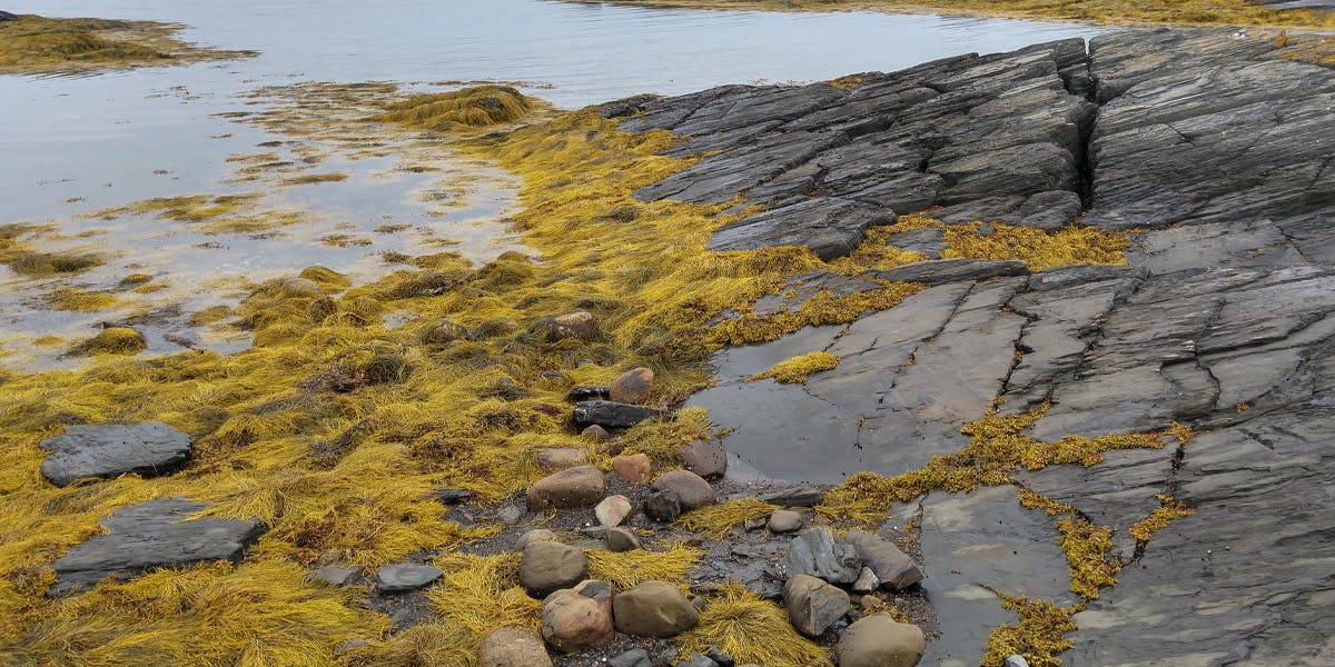 Rockweed (or ascophyllum nodosum seaweed) attached to the shoreline in Nova Scotia.
