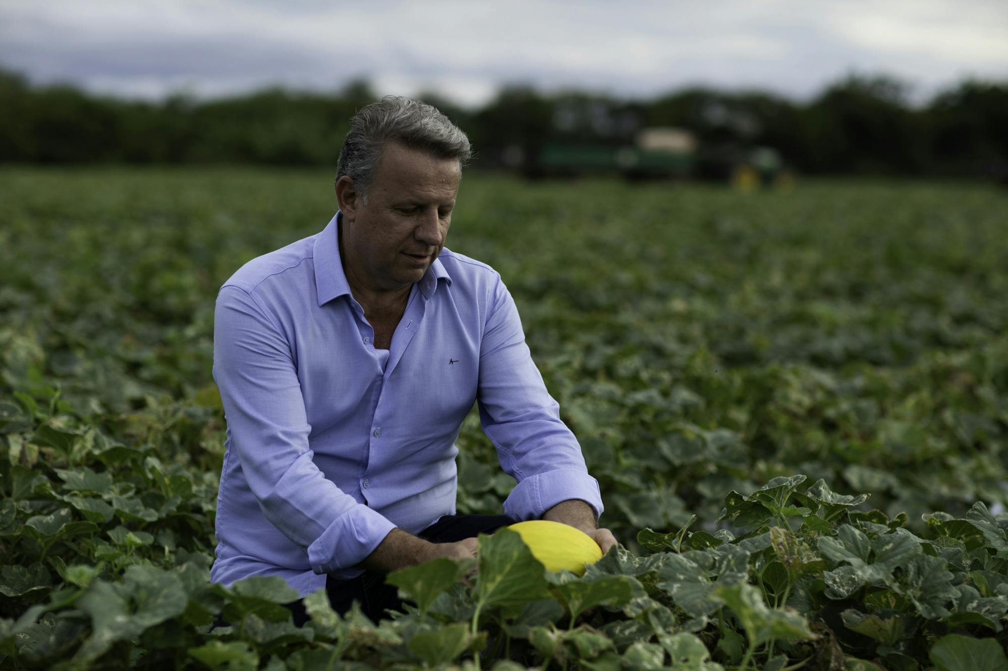 Man kneeling in field to inspect a healthy-looking crop