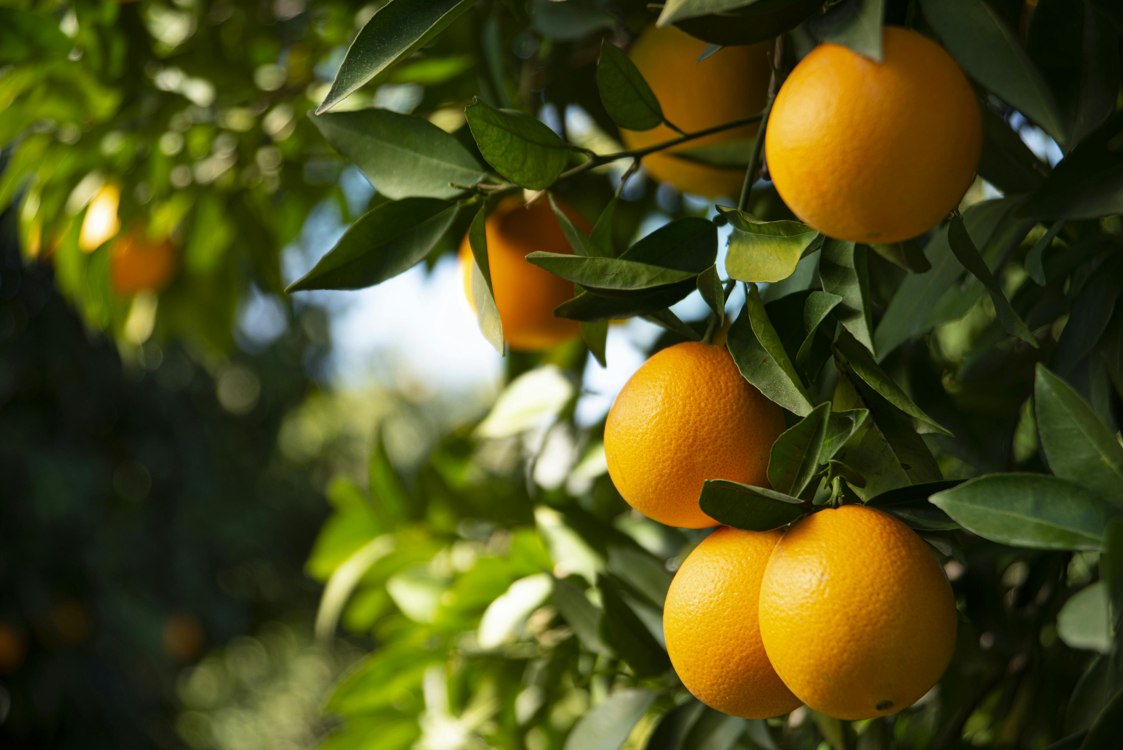 Close-up of oranges on the tree in an orange grove.