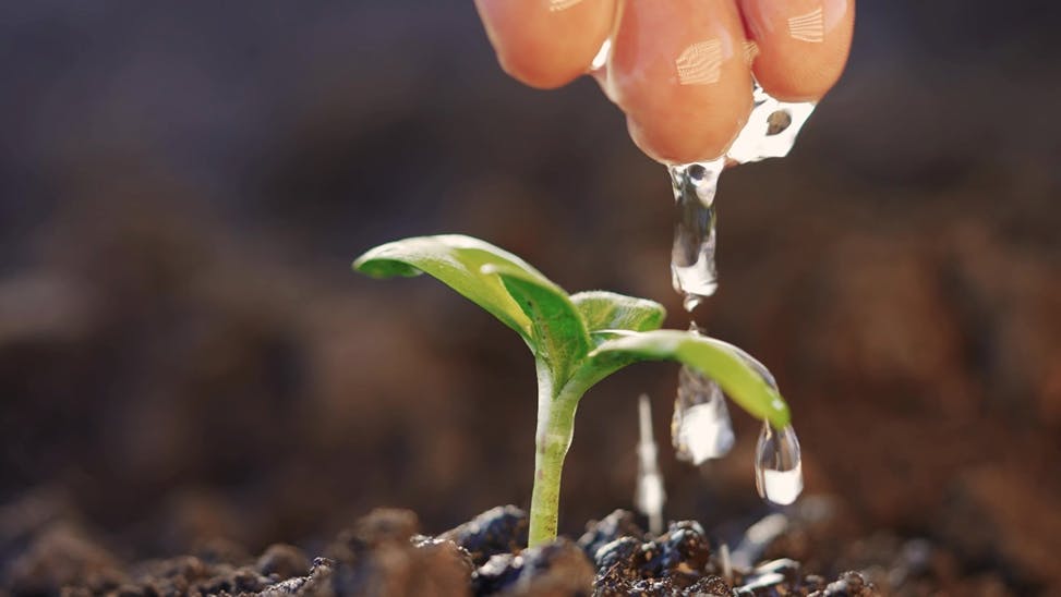 Water dripping from hand onto seedling plant