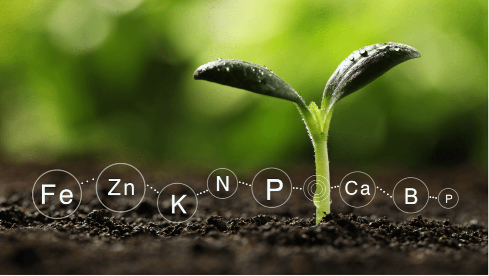 Plant growing from soil with fertilizer elements shown