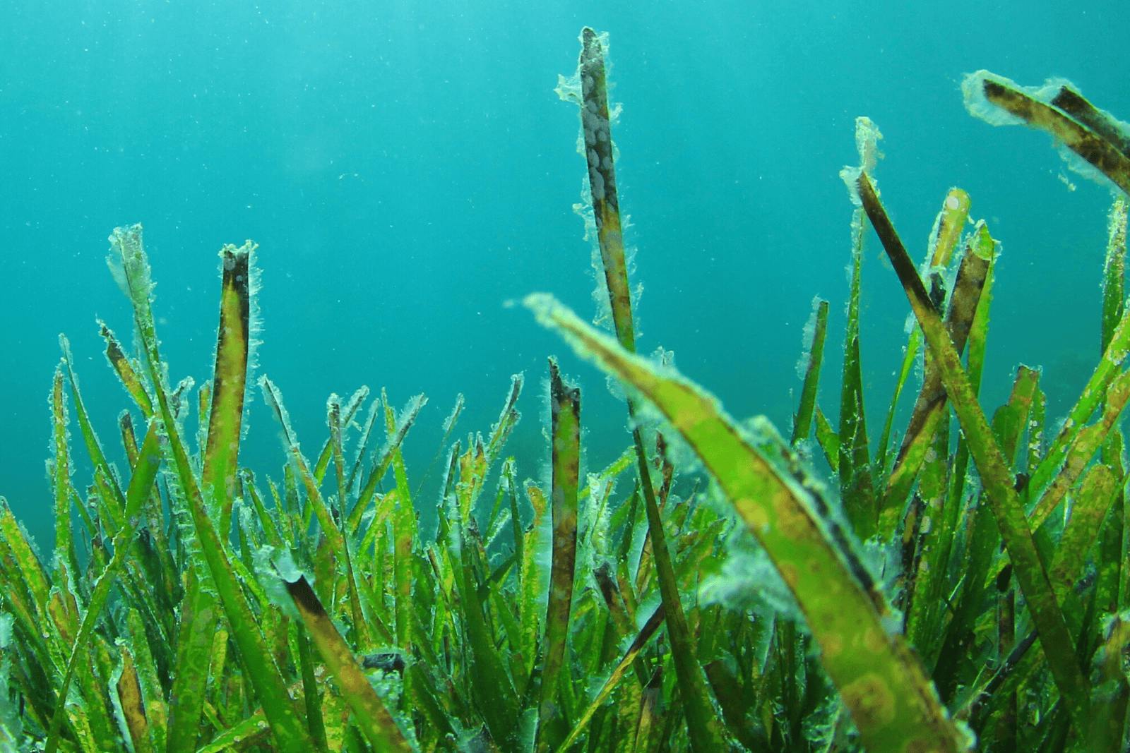 An image of green seaweed growing from the ocean floor underwater