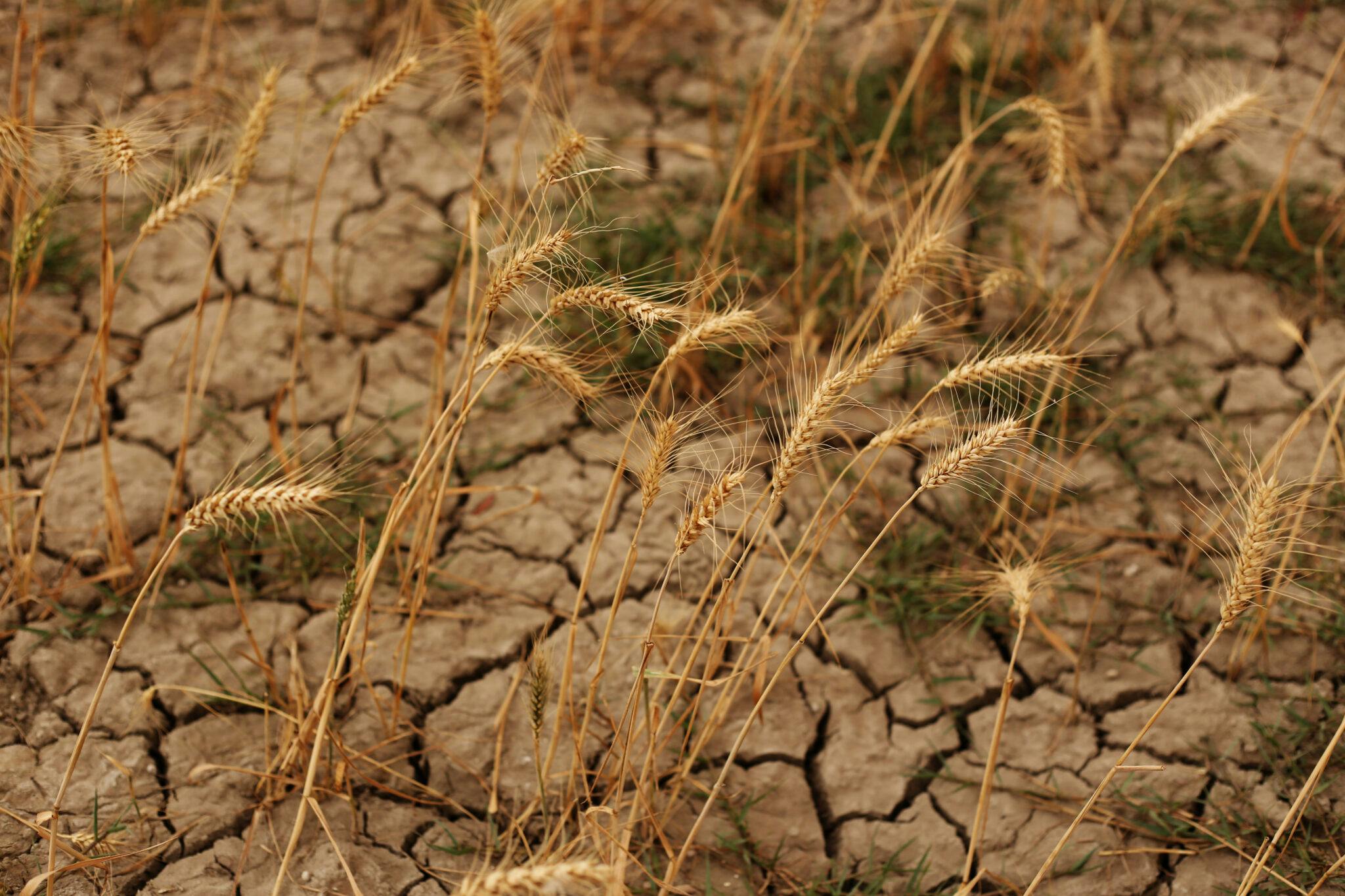 A dry cracked close up of the ground with sprigs of dry wheat growing out of it sporatically