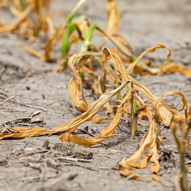 Plants that are dying are shown in a dry field. The leaves of the plant are dry, yellow and brown.