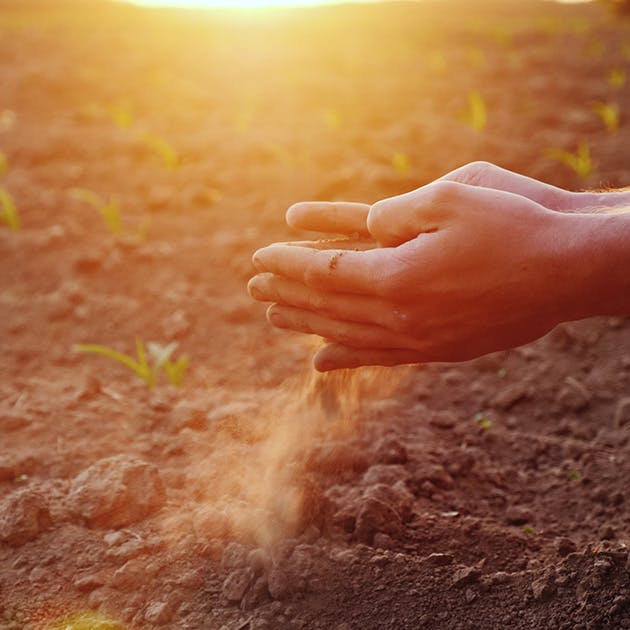 A close up image of hands cupped over a dirt field. The hands are holding soil and letting some fall to the ground through their fingers.
