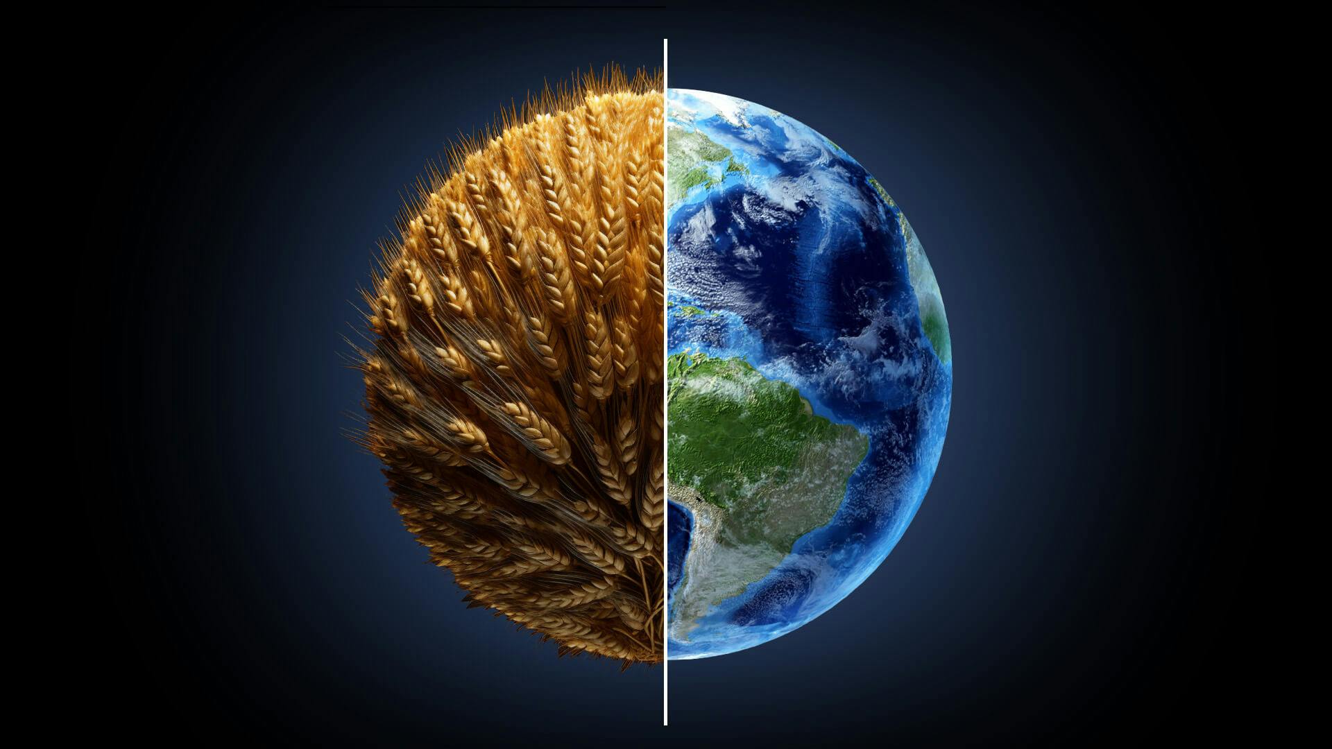 An image of earth is shown, but cut down the middle. On one side is earth, and on the other is sprouts of wheat in a circular design to make up the other side of the world.
