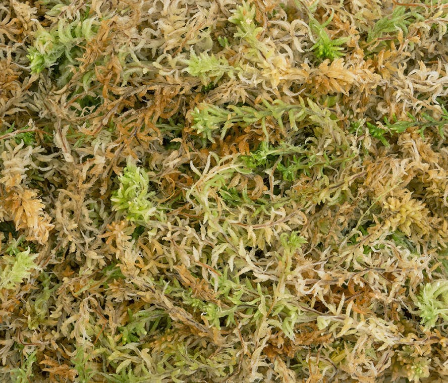 sphagnum moss logo