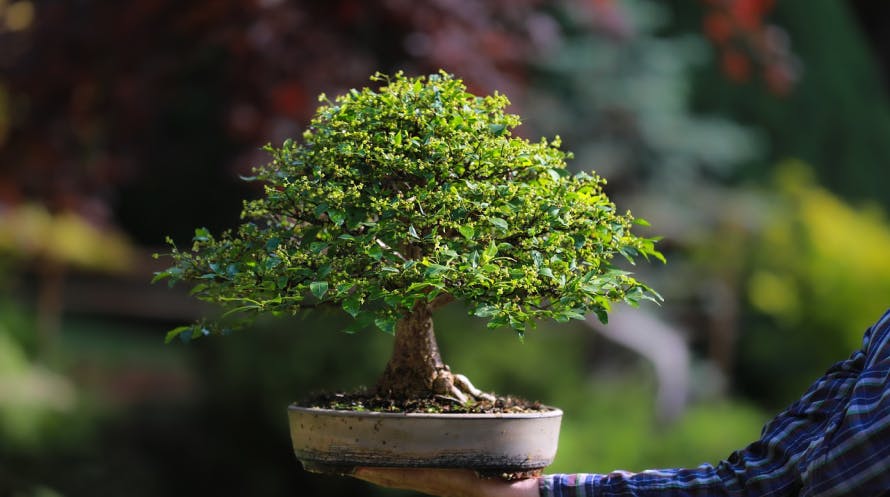 bonsai