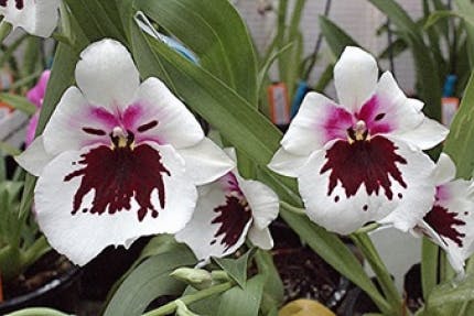 Miltoniopsis Robert