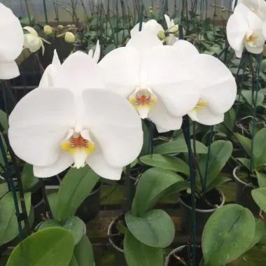 Sustainably Sourced Tree Fern Launch