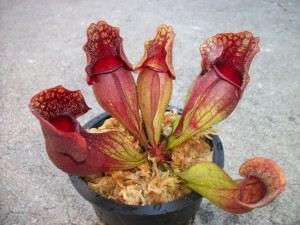Spagmoss for Carnivorous Plants - Acadian Supply