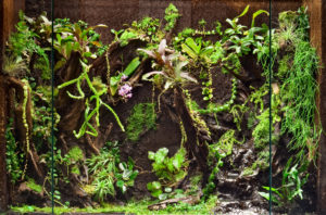 【Tree fern】 TREE FERN STEM 42.5