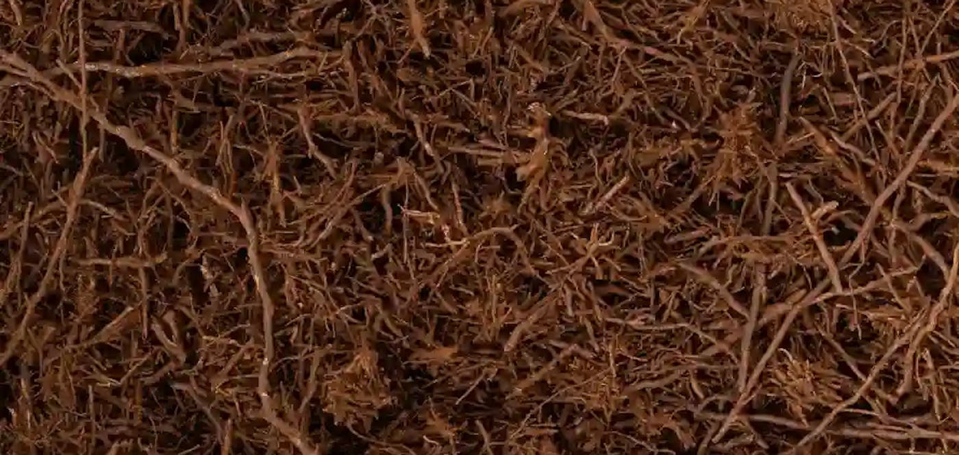 fern fiber logo