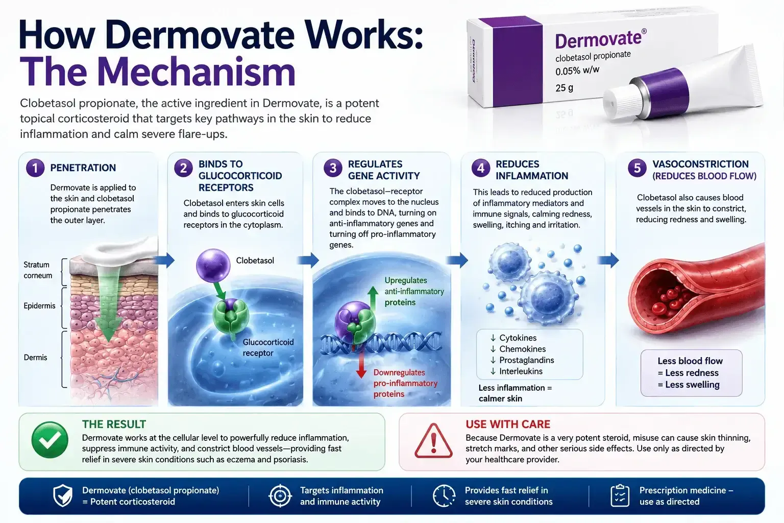 Diagram showing how Dermovate (clobetasol propionate) penetrates the skin, activates glucocorticoid receptors and suppresses inflammatory pathways to reduce redness, swelling and itching