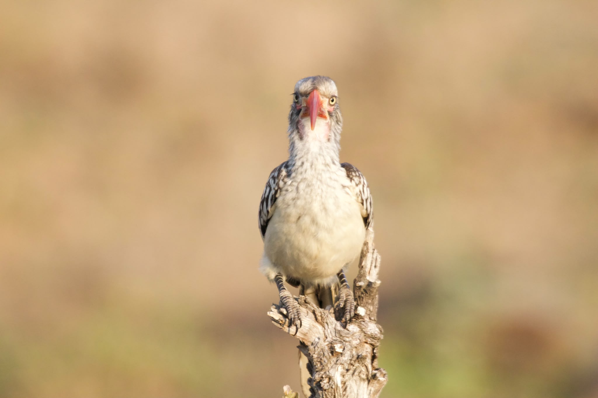Southern Red-billed Hornbill resting on tree branch - Shaan Purohit