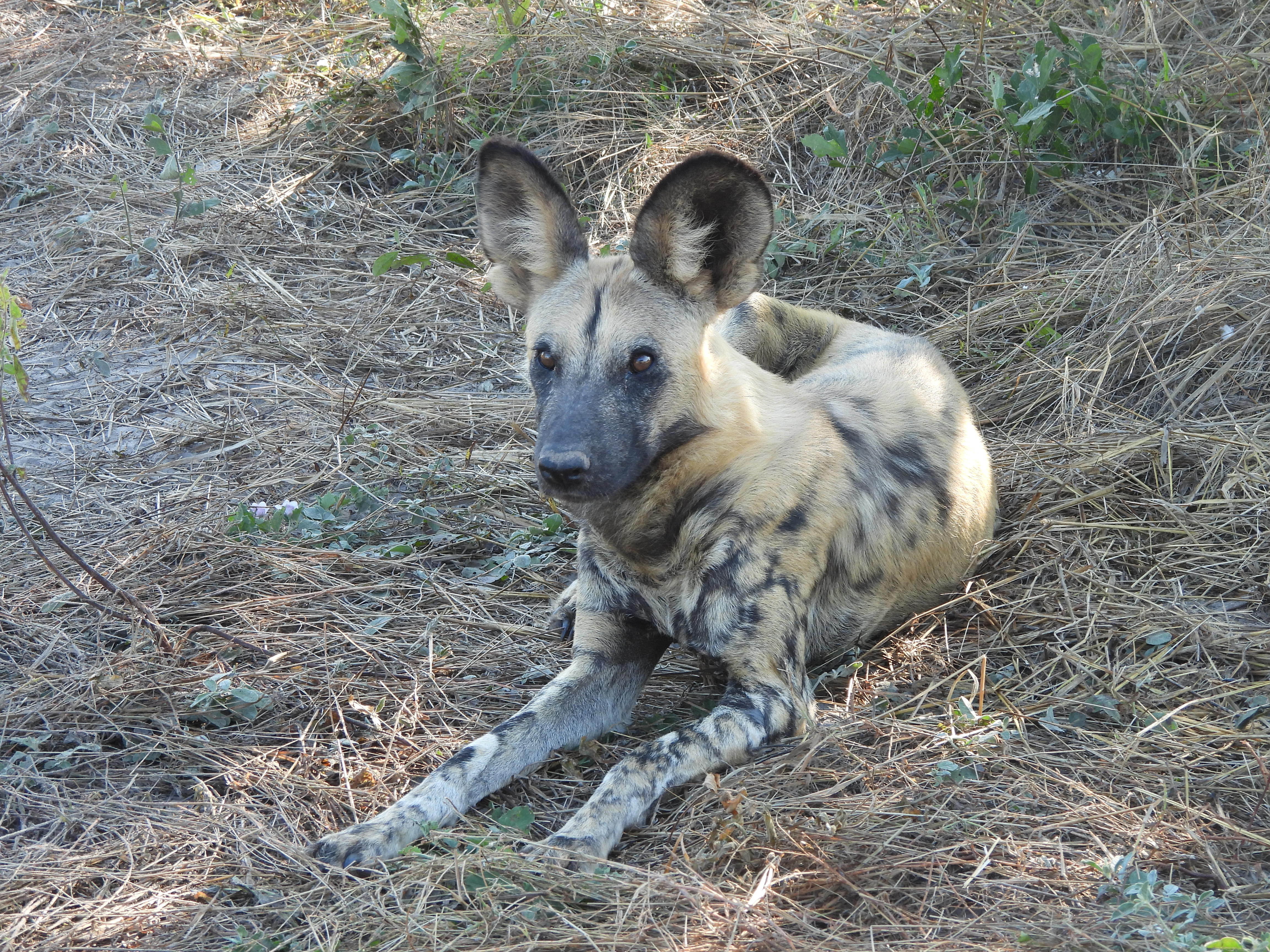 Closeup of a resting Wild Dog in the Okavango - Charles Pfeifer