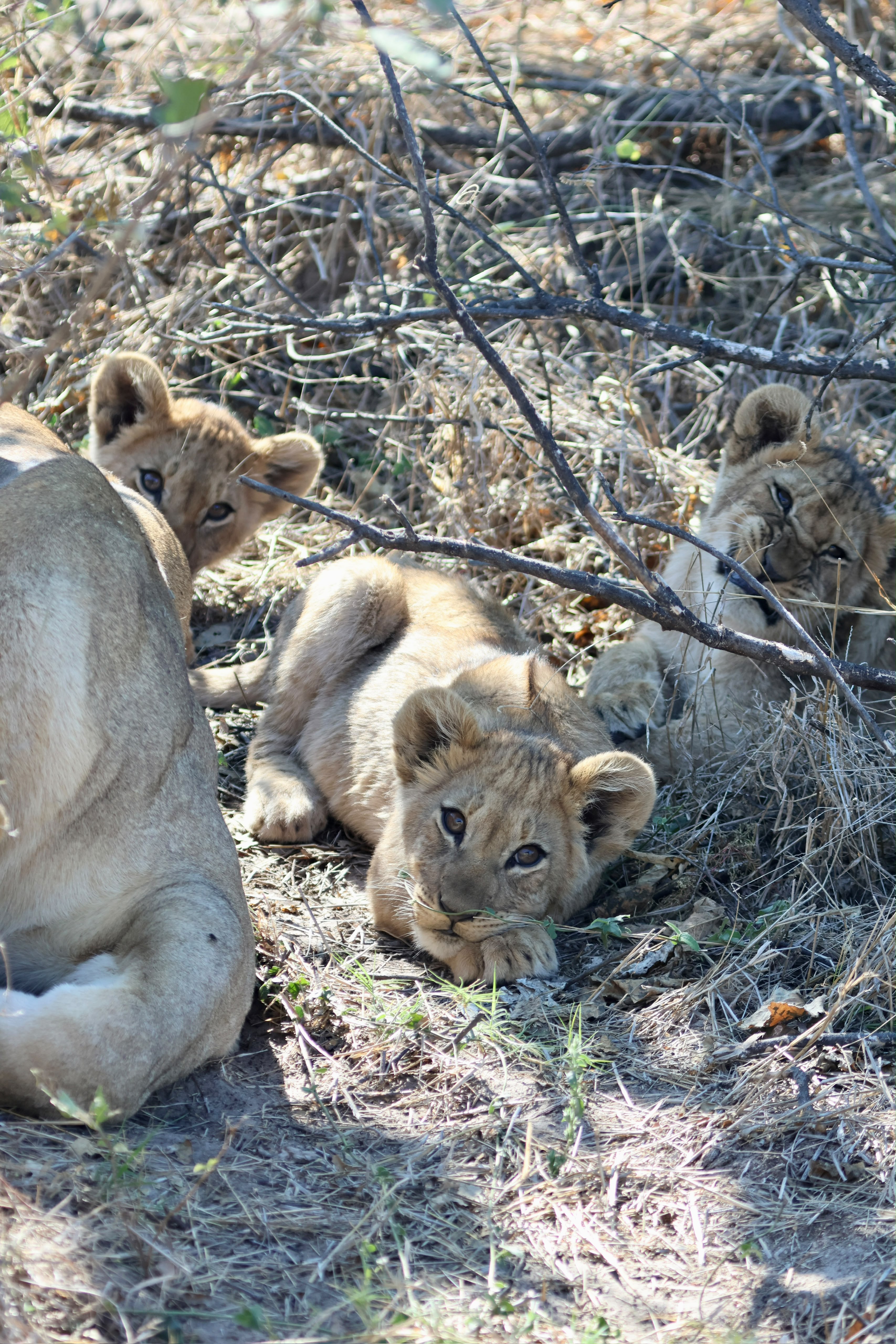 Giulia Polvara - Lion cubs relaxing in the bush