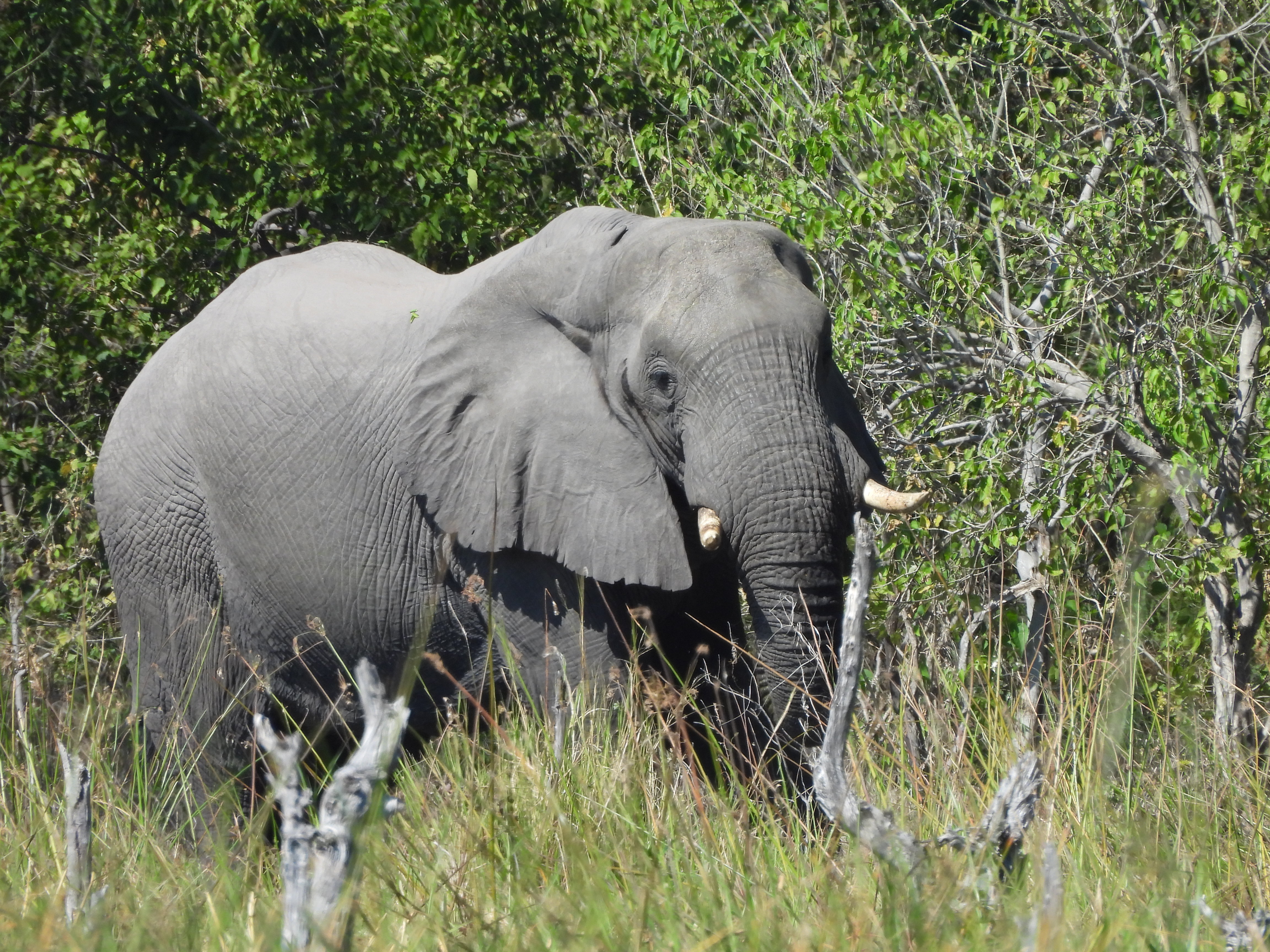 Elephant in the bush on Okavango Wilderness Project - Charles Pfeifer