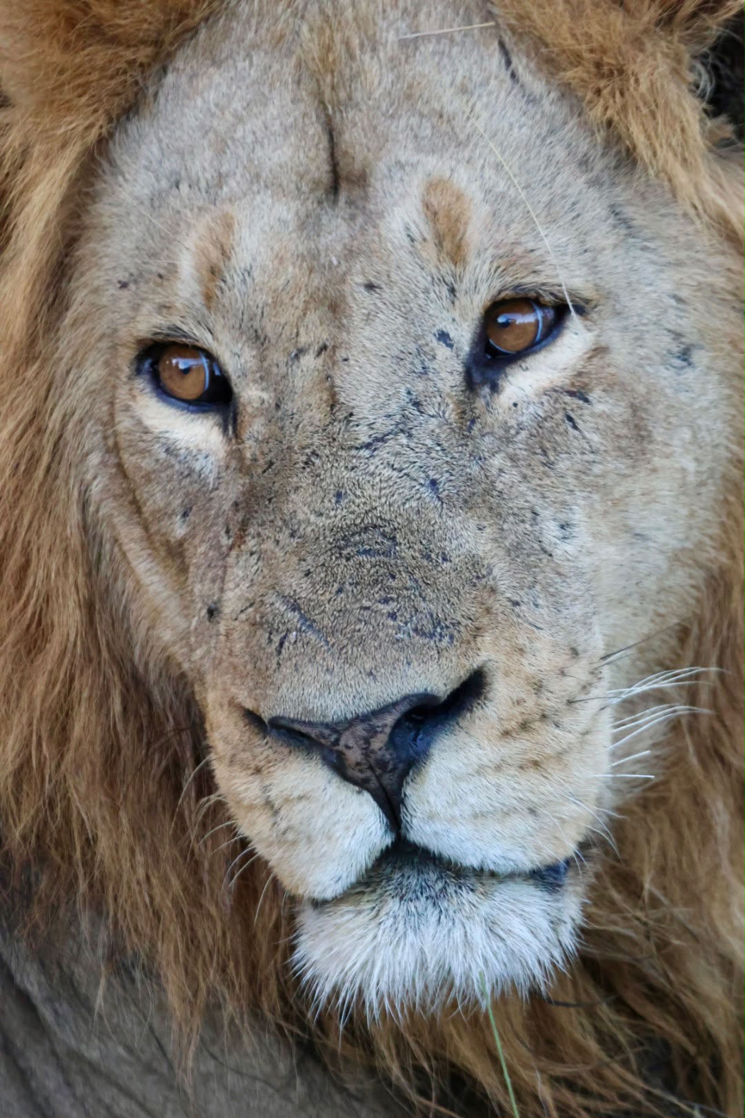 Giulia Polvara - Close up of a lion