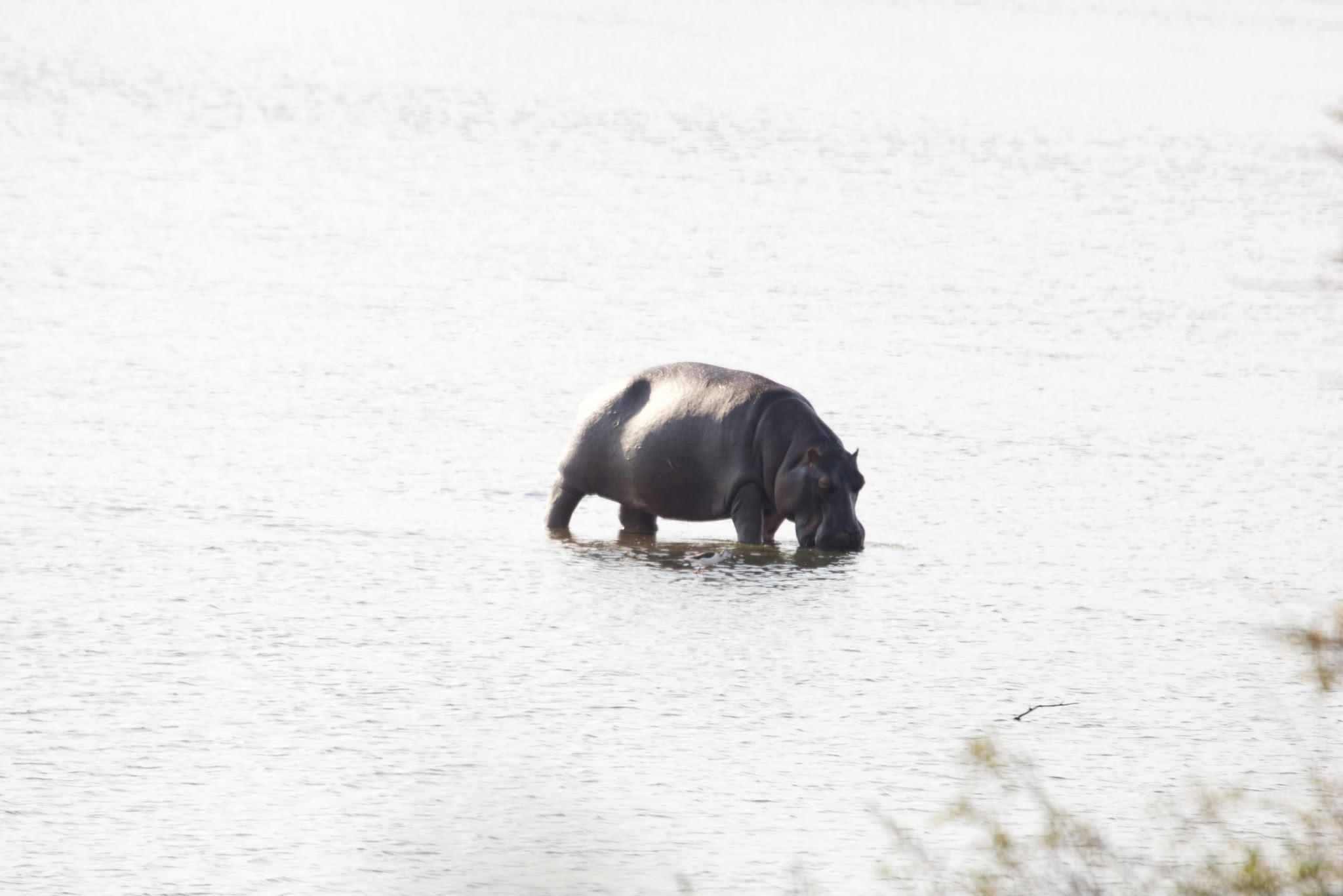 Hippo walking through the water - Shaan Purohit