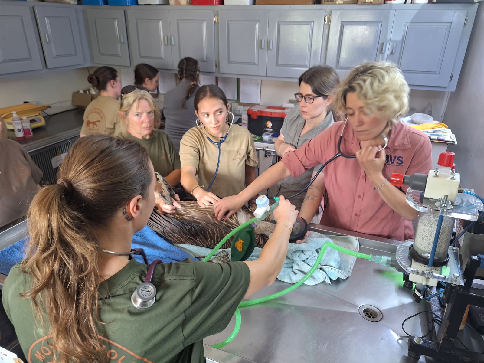 Veterinary work being done on a vulture