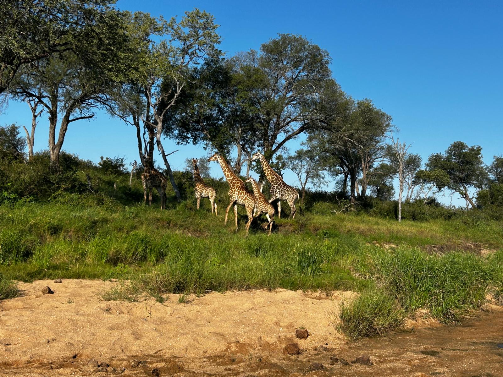 Giraffes relaxing in the bush