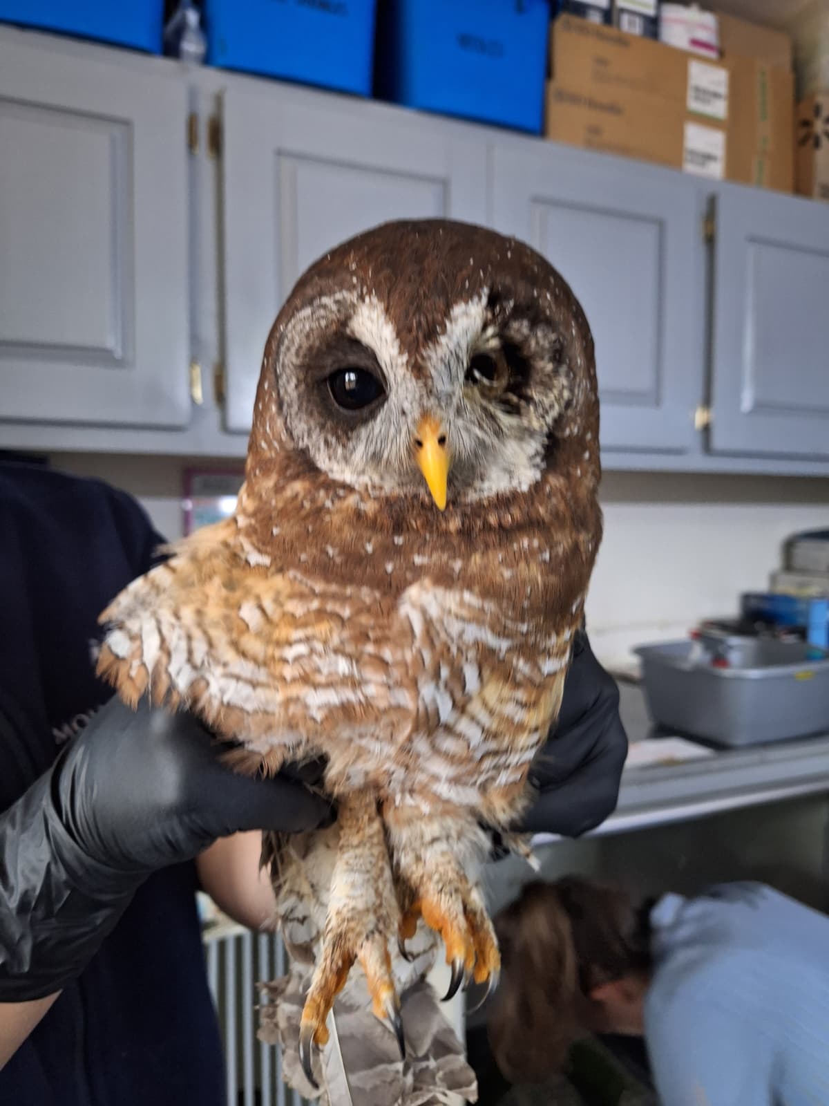 Holding African wood owl