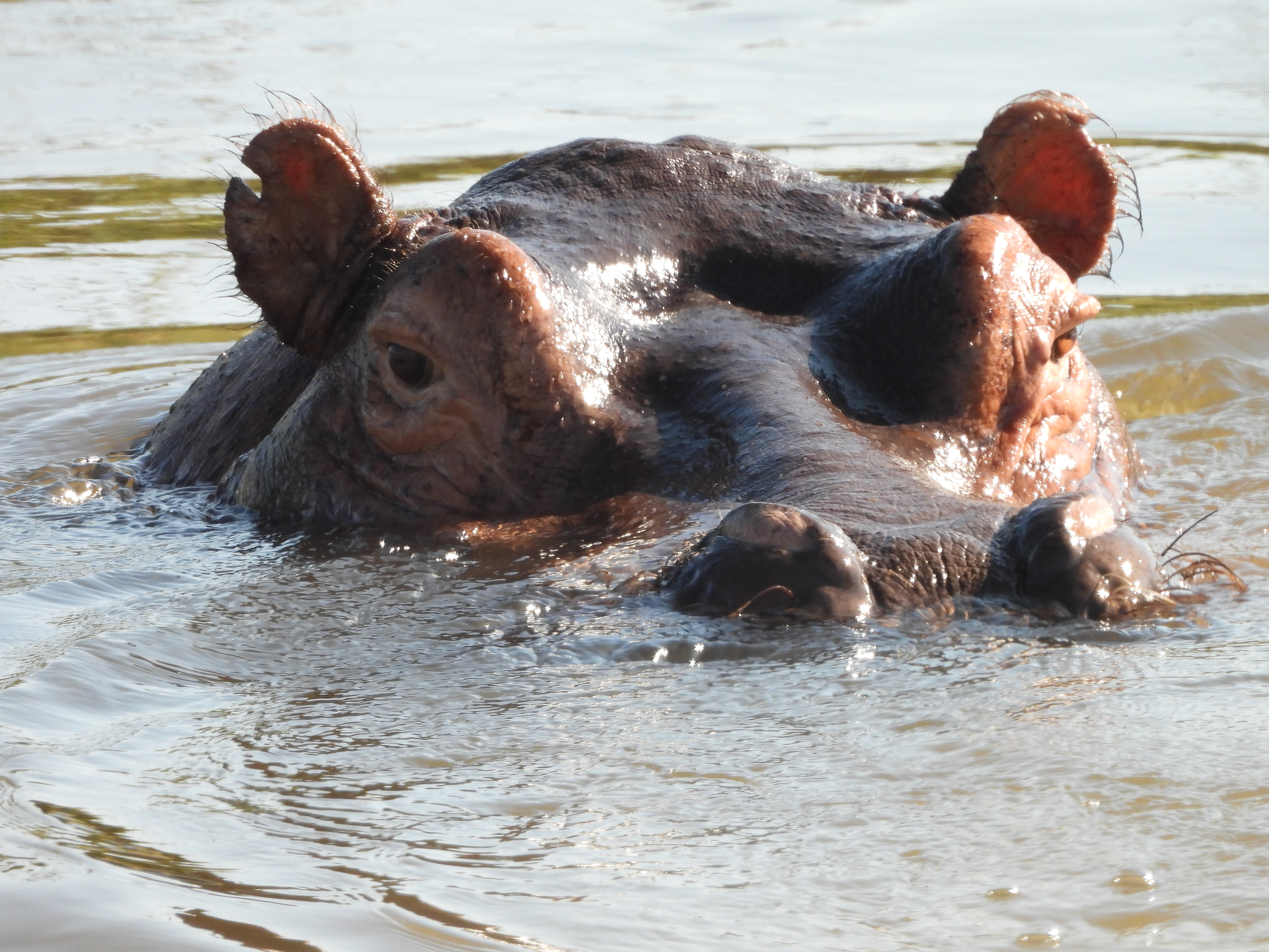 Closeup of hippo in the water on Okavango Wilderness Project - Charles Pfeifer