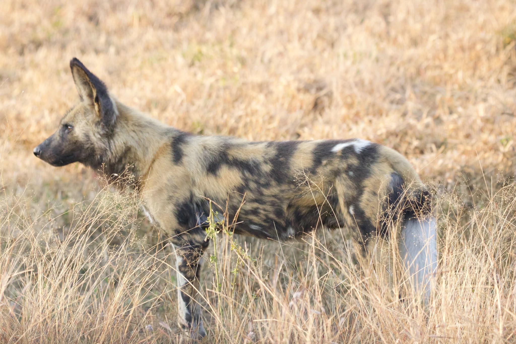 Side profile of a wild dog in the bush - Shaan Purohit