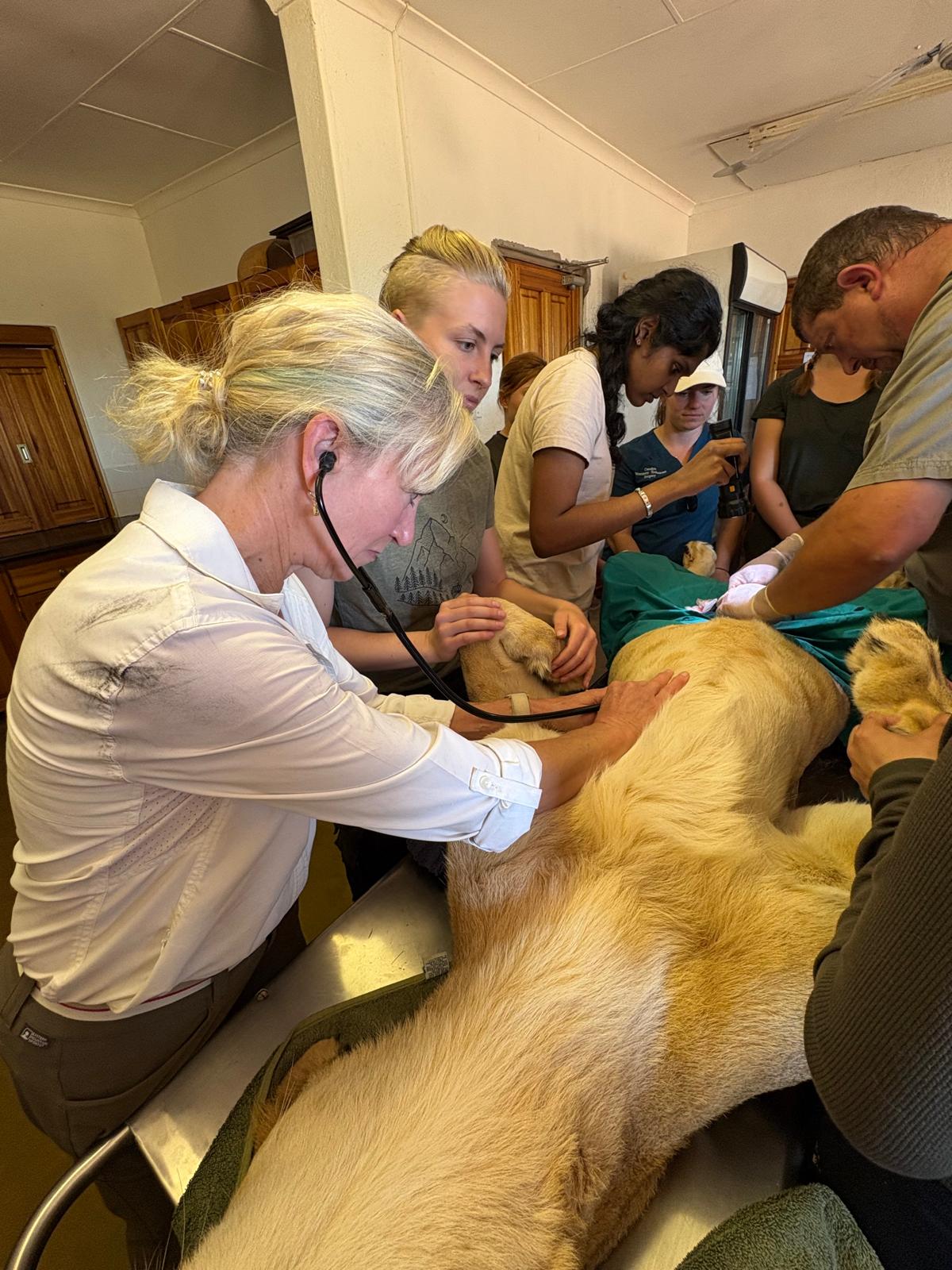Christine Kay Davis - Volunteers monitoring a sedated lion