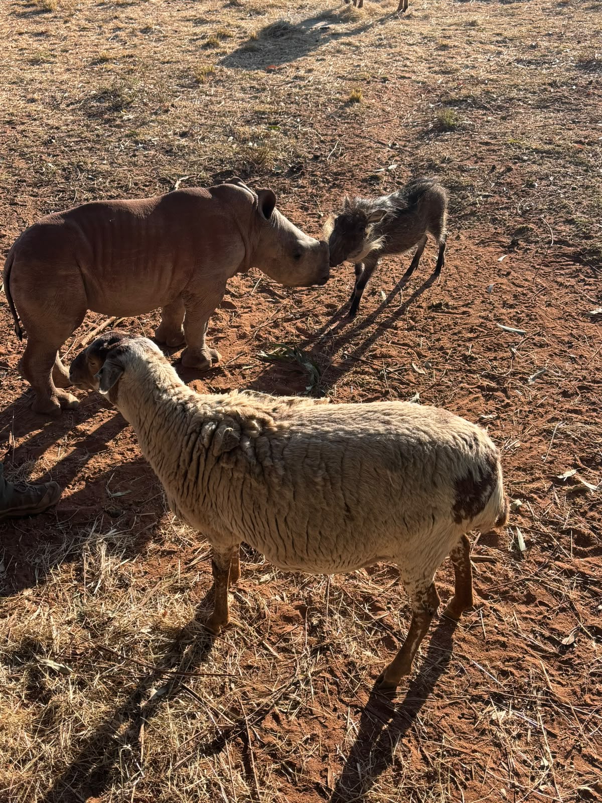 Baby rhino alongside sheep and warthog at Golola - Casey Sims