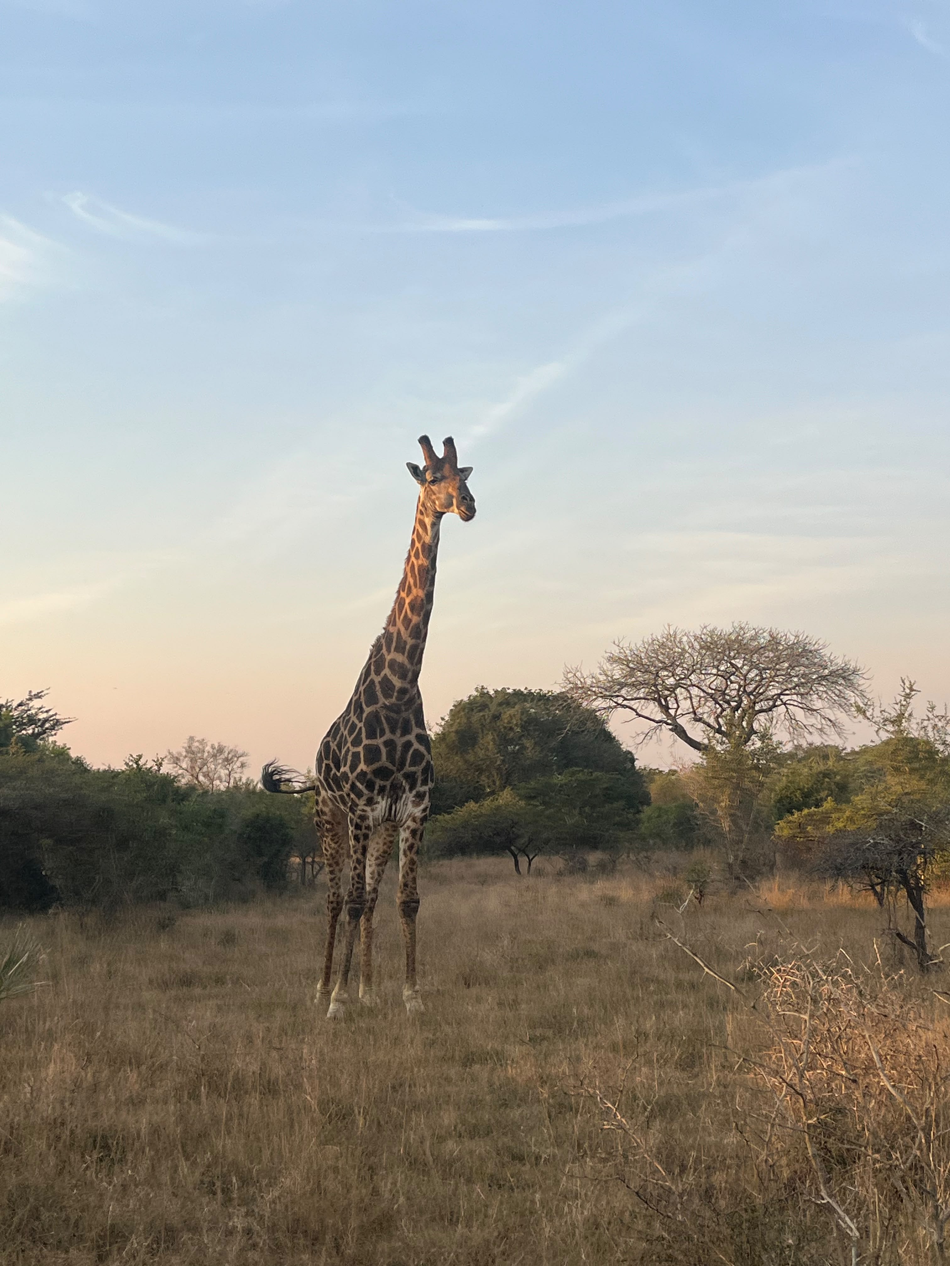 Phinda Giraffe In The Bush