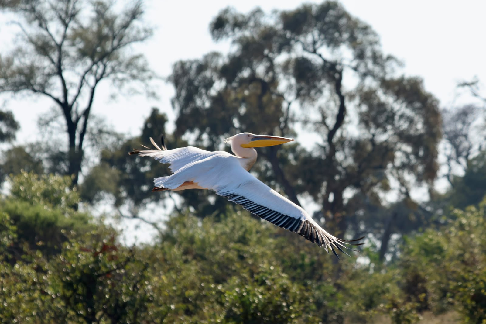 Giulia Polvara - Great White Pelican flying through the Okavango