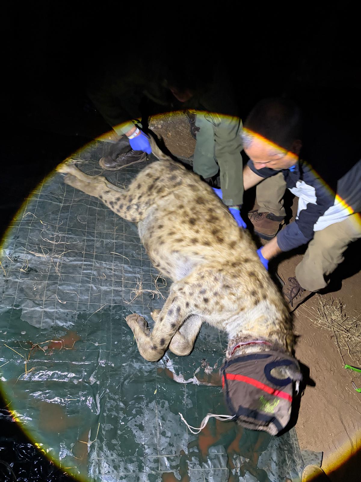 Sedated Hyena Receiving veterinary assistance