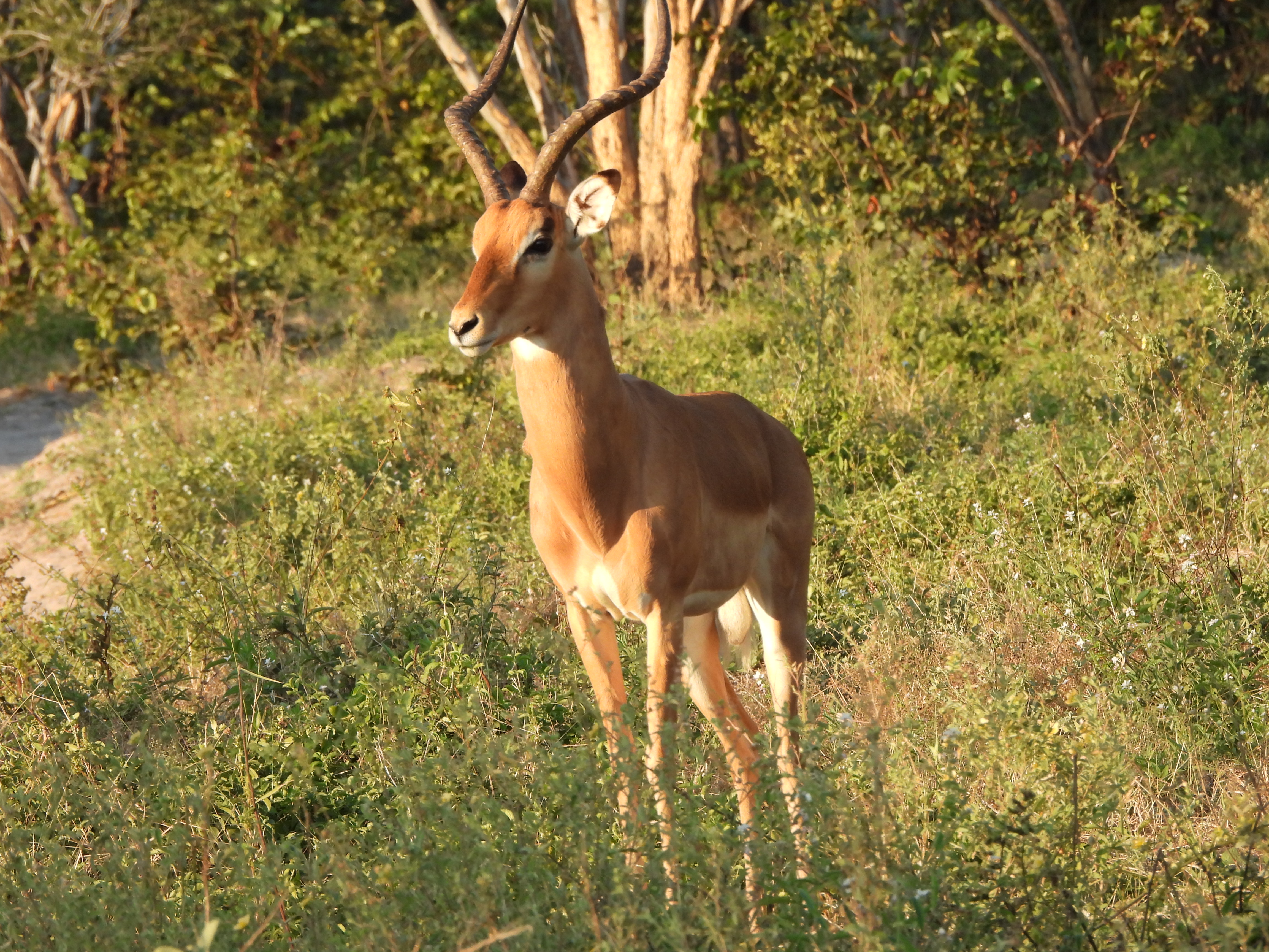 Impala on Okavango Wilderness Project - Charles Pfeifer