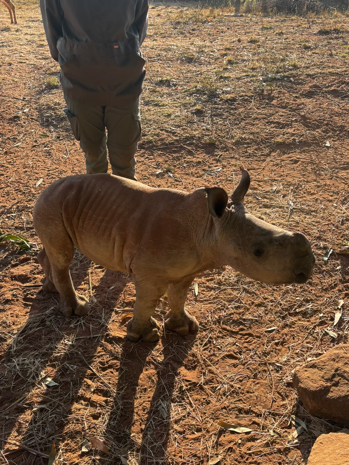 Baby rhino on reserve at Golola Rhino Orphanage - Casey Sims