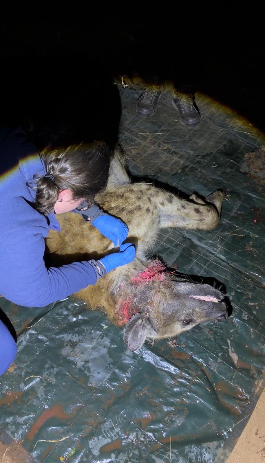Alegra working on a sedated hyena