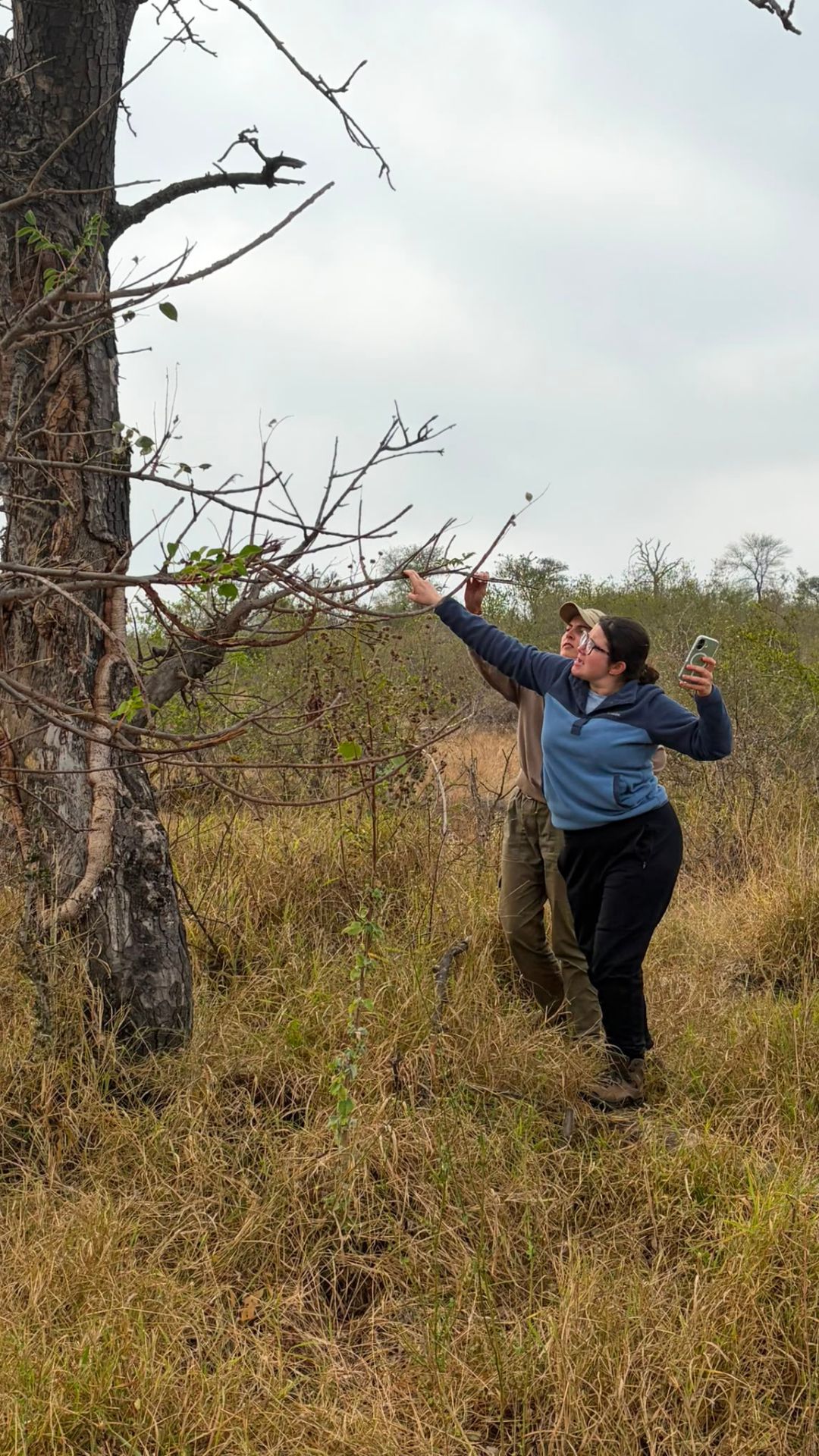 Elephant impact assessment